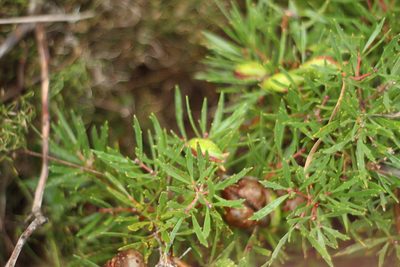 Hakea linearis, photographed by Em Lamond