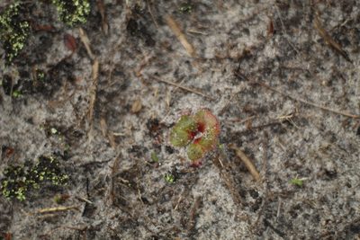 Drosera erythrorhiza, photographed by Em Lamond