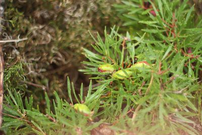 Hakea linearis, photographed by Em Lamond