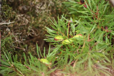 Hakea linearis, photographed by Em Lamond