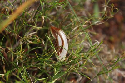 Pterostylis rogersii, photographed by Em Lamond