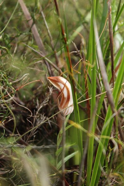 Pterostylis rogersii, photographed by Em Lamond