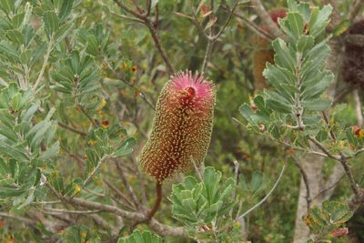 Banksia praemorsa, photographed by Em Lamond