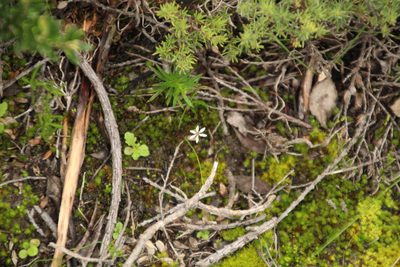 Burchardia multiflora, photographed by Em Lamond