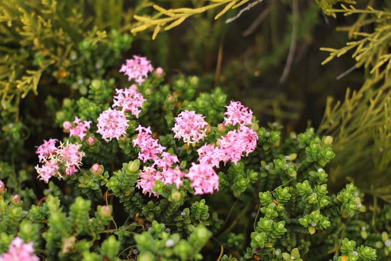 Pimelea ferruginea, photographed by Em Lamond
