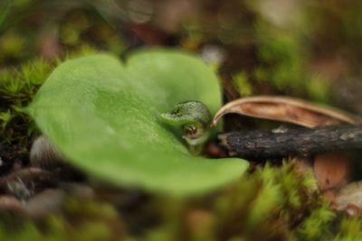 Corybas despectans, photographed by Em Lamond