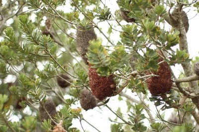 Banksia praemorsa, photographed by Em Lamond