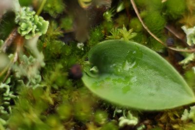 Leptoceras menziesii, photographed by Em Lamond
