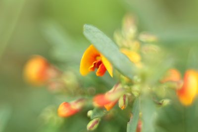 Bossiaea linophylla, photographed by Em Lamond