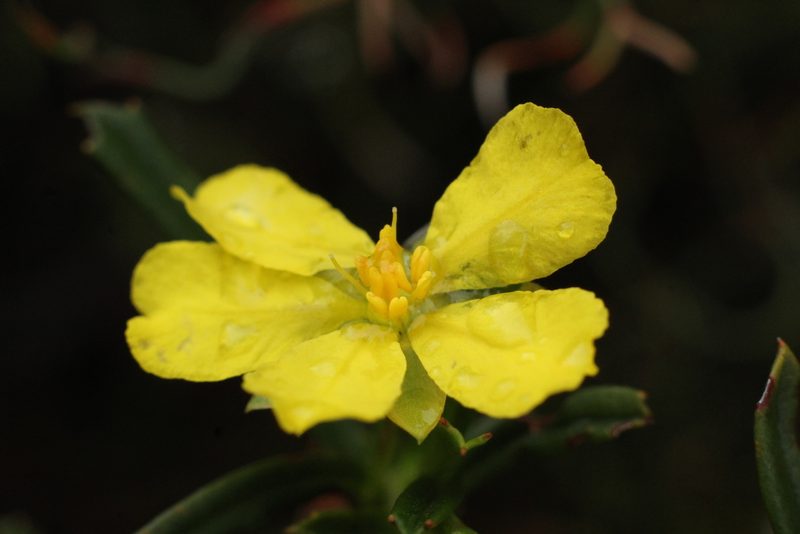Hibbertia racemosa, photographed by Em Lamond