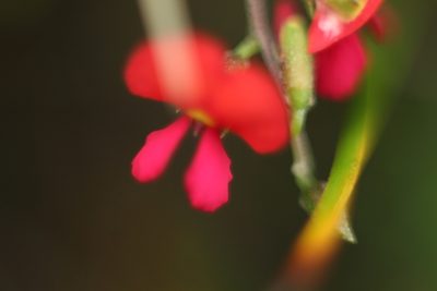 Chorizema ilicifolium, photographed by Em Lamond