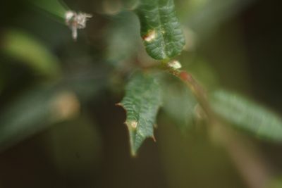 Chorizema ilicifolium, photographed by Em Lamond