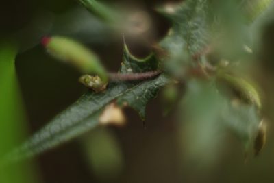 Chorizema ilicifolium, photographed by Em Lamond