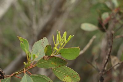 Eucalyptus angulosa, photographed by Em Lamond