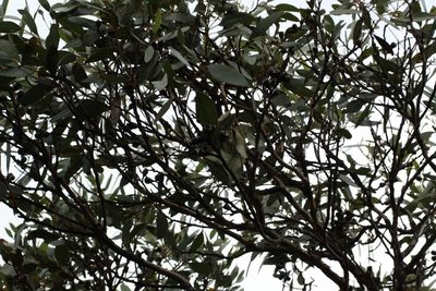 Eucalyptus angulosa, photographed by Em Lamond