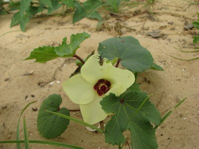 Abelmoschus esculentus, photographed by Sara L Giles