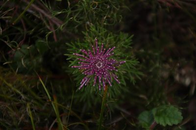 Isopogon formosus, photographed by Em Lamond