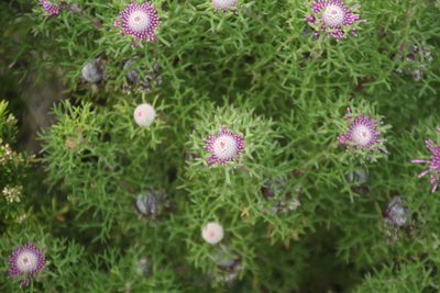 Isopogon formosus, photographed by Em Lamond