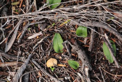 Leptoceras menziesii, photographed by Em Lamond