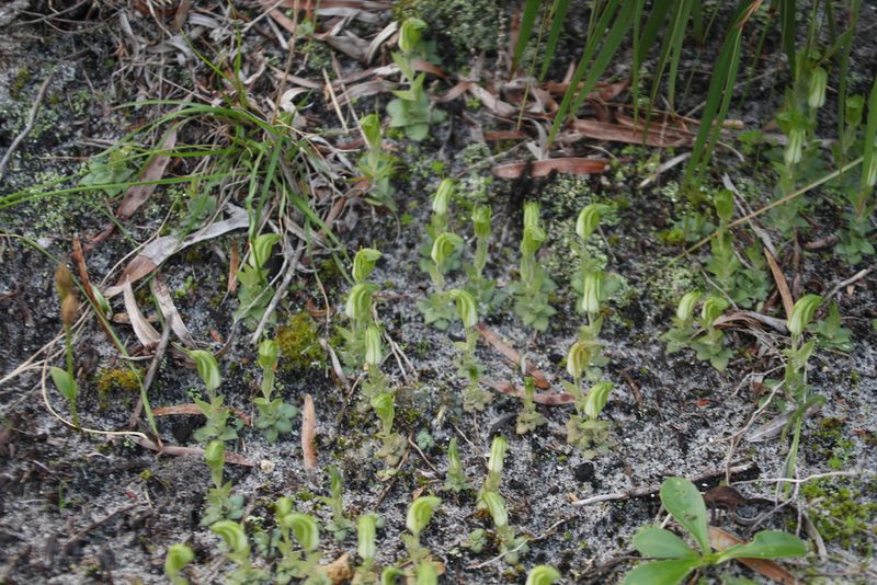 Pterostylis ectypha, photographed by Em Lamond