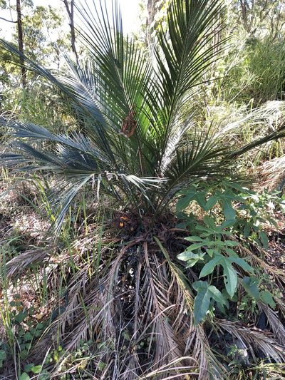 Macrozamia miquelii, photographed by elawrey