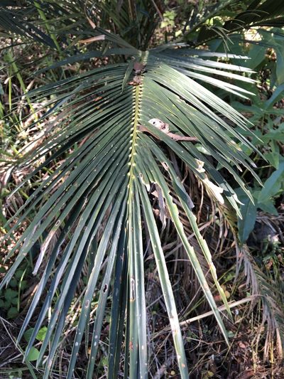 Macrozamia miquelii, photographed by elawrey