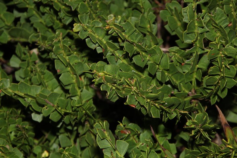 Acacia trapezoidea, photographed by Em Lamond
