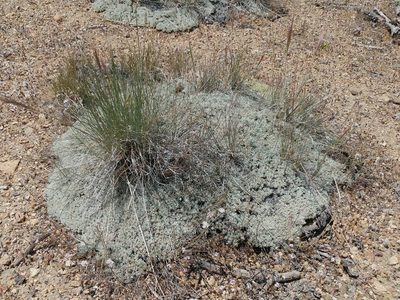 Eriogonum kennedyi
