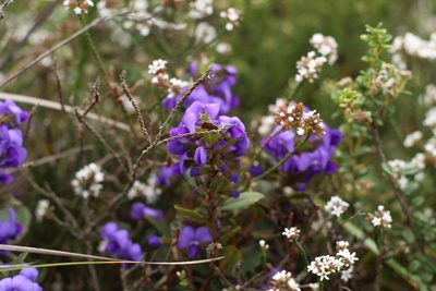 Hovea chorizemifolia, photographed by Em Lamond