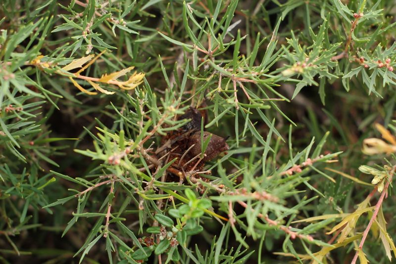 Hakea florida, photographed by Em Lamond