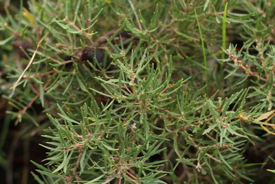 Hakea florida, photographed by Em Lamond