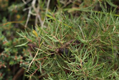 Hakea florida, photographed by Em Lamond