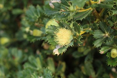 Banksia sessilis, photographed by Em Lamond