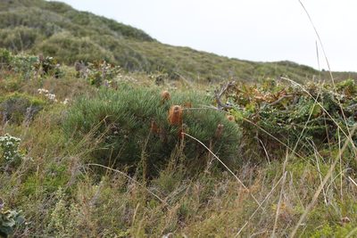 Banksia occidentalis, photographed by Em Lamond