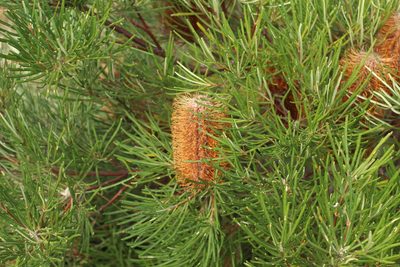 Banksia occidentalis, photographed by Em Lamond