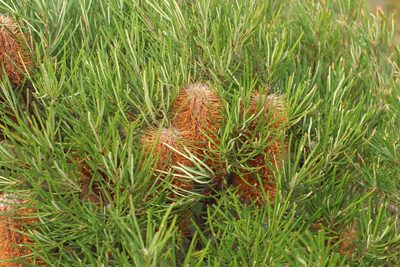 Banksia occidentalis, photographed by Em Lamond