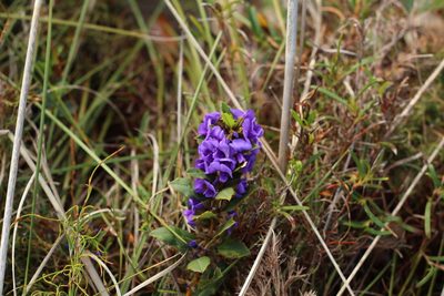 Hovea chorizemifolia, photographed by Em Lamond
