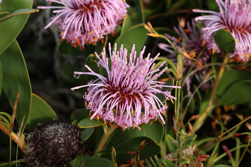 Isopogon cuneatus, photographed by Em Lamond