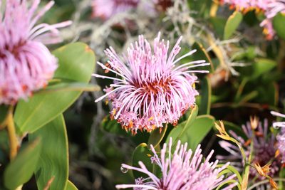 Isopogon cuneatus, photographed by Em Lamond