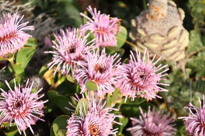 Isopogon cuneatus, photographed by Em Lamond