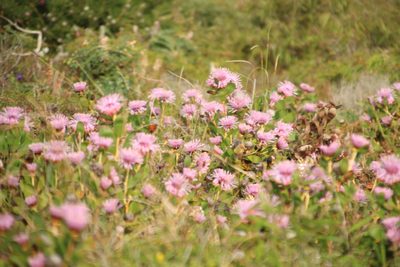 Isopogon cuneatus, photographed by Em Lamond