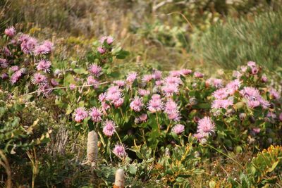 Isopogon cuneatus, photographed by Em Lamond