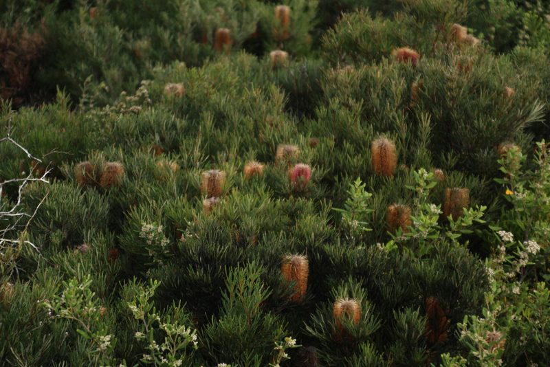 Banksia occidentalis, photographed by Em Lamond