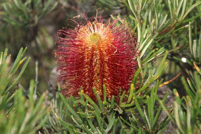 Banksia occidentalis, photographed by Em Lamond
