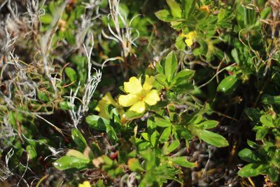 Hibbertia cuneiformis, photographed by Em Lamond