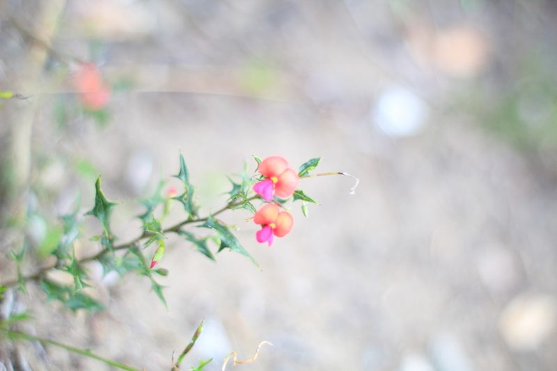 Chorizema ilicifolium, photographed by Em Lamond
