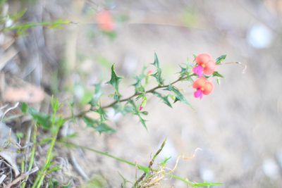 Chorizema ilicifolium, photographed by Em Lamond