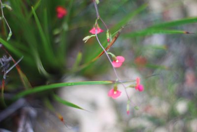 Chorizema ilicifolium, photographed by Em Lamond