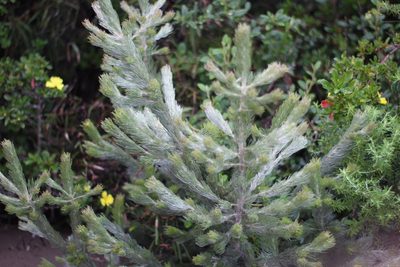 Adenanthos sericeus, photographed by Em Lamond