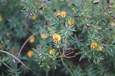 Loricobbia reticulata, photographed by Em Lamond